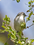 Tennessee Warbler 2421